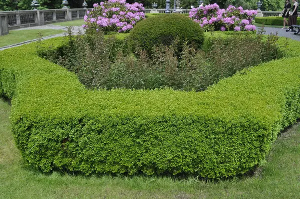 Mor rhododendron parkta çiçek açar.