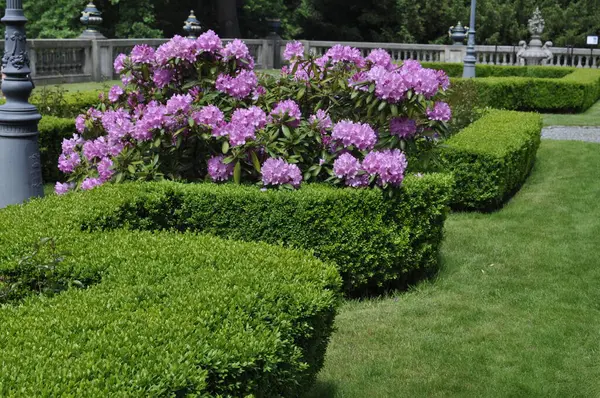 Mor rhododendron parkta çiçek açar.