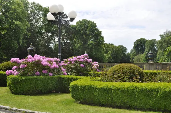 Mor rhododendron parkta çiçek açar.