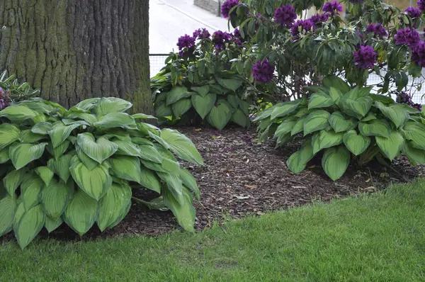 Mor Rododendron & Hosta Harmony Garden Sınırı 