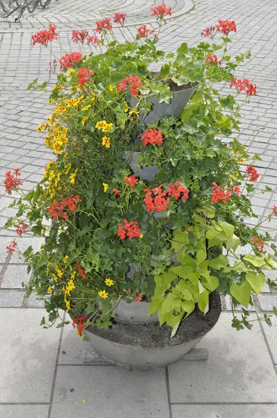 Şehrin caddesindeki saksıda çiçekler