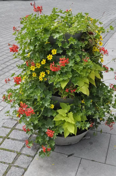 Şehrin caddesindeki saksıda çiçekler