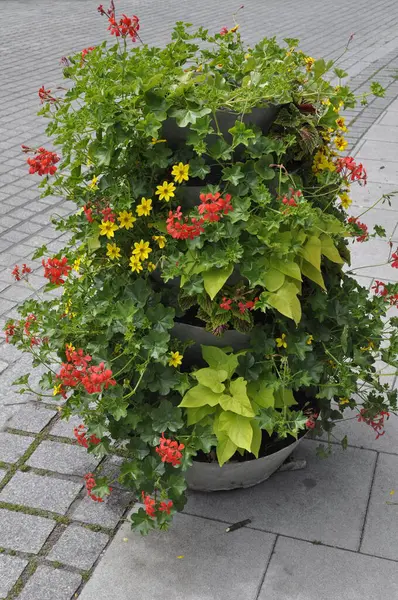 Şehrin caddesindeki saksıda çiçekler