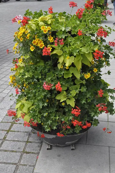 Şehrin caddesindeki saksıda çiçekler