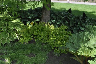 Farklı türde konaklama bitkilerine sahip bahçe manzarası