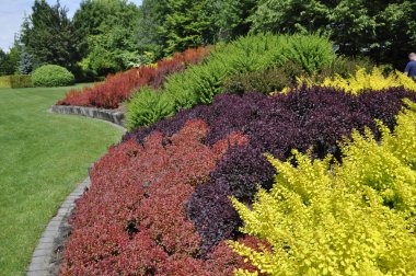 Yeşil, sarı ve kırmızı tonlarda dekoratif çalıları olan renkli bir manzara.
