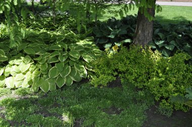 Farklı türde konaklama bitkilerine sahip bahçe manzarası