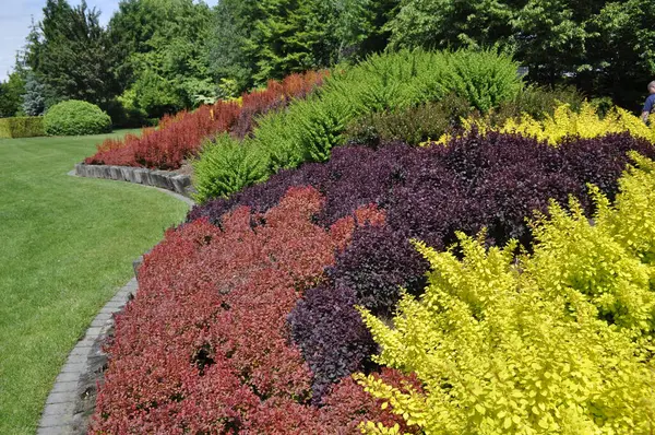 Yeşil, sarı ve kırmızı tonlarda dekoratif çalıları olan renkli bir manzara.