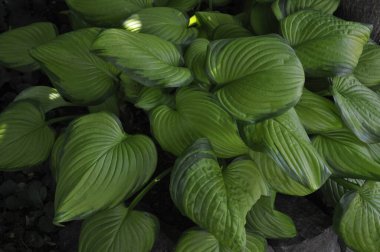Geniş Kremsi Yeşil Merkezi ve Bahçedeki Koyu Yeşil Kenarlı Hosta Geniş Kenarı