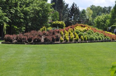 Parkta yeşil kozalaklı güzel bir peyzaj