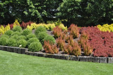 Süslü bahçedeki renkli böğürtlen çalıları