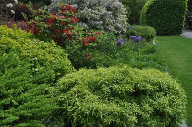 Bahçedeki güzel süs bitkileri. Peyzaj tasarımı.
