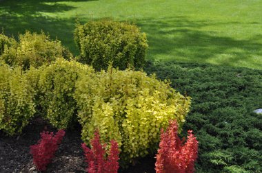 Yeşil, sarı ve kırmızı renklerde süslü çalıları olan canlı bahçe manzarası, renkli yaprak bitkileri, peyzaj parkı, dekoratif çalılıklar. 