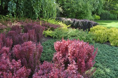 Süslü bahçedeki renkli böğürtlen çalıları