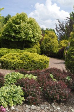 Parkta yeşil kozalaklı güzel bir peyzaj