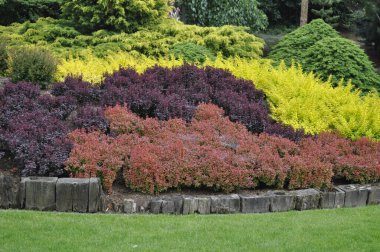 Yeşil, sarı ve kırmızı renklerde süslü çalıları olan canlı bahçe manzarası, renkli yaprak bitkileri, peyzaj parkı, dekoratif çalılıklar. 