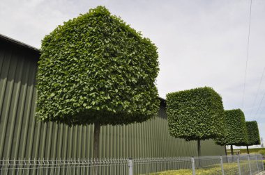 Şehir Manzarasında Çitin Tarafından Kare Şeklinde Ağaç