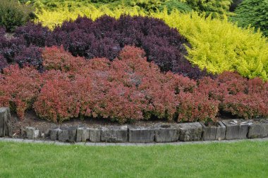 Yeşil, sarı ve kırmızı renklerde süslü çalıları olan canlı bahçe manzarası, renkli yaprak bitkileri, peyzaj parkı, dekoratif çalılıklar. 