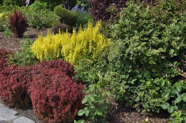 Yeşil, sarı ve kırmızı renklerde süslü çalıları olan canlı bahçe manzarası, renkli yaprak bitkileri, peyzaj parkı, dekoratif çalılıklar. 