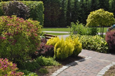 Yeşil, sarı ve kırmızı renklerde süslü çalıları olan canlı bahçe manzarası, renkli yaprak bitkileri, peyzaj parkı, dekoratif çalılıklar. 