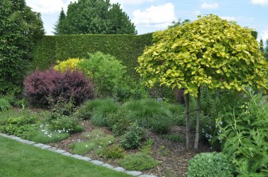 Kozalaklı Bahçe ve Dekoratif Ağaçlar