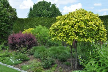 Kozalaklı Bahçe ve Dekoratif Ağaçlar