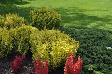 Süslü bahçedeki renkli böğürtlen çalıları
