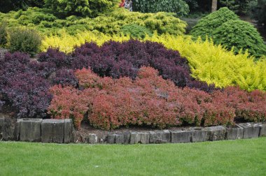Süslü bahçedeki renkli böğürtlen çalıları