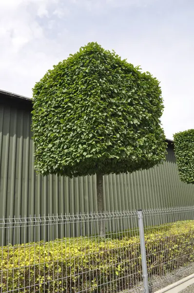 Şehir Manzarasında Çitin Tarafından Kare Şeklinde Ağaç