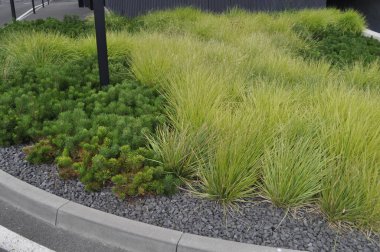 Cüce kozalaklıları ve süs otları ile çiçek tarhı, ardıçkuşları ile manzara tasarımı, thuja, cüce çam ağaçları ve dekoratif otlar, modern bahçe kompozisyonu, doğal yeşil arkaplan