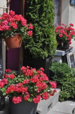 Sokaktaki çömleklerde kırmızı sardunyalar