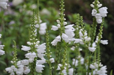 calluna vulgaris Bahçe beyaz çiçekler