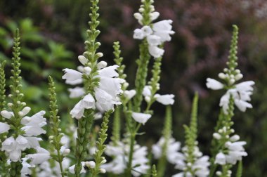 calluna vulgaris Bahçe beyaz çiçekler