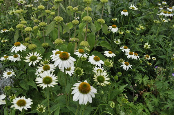 Echinacea purpurea, Coneflowers in Bloom