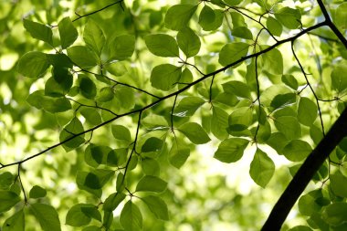 Yeşil yapraklar. Doğal parlak bir geçmişi var. Gün ışığında yemyeşil yapraklar. Soyut doğa. Alt manzara. Yaz mevsimi konsepti İyi sıcaklık, gün ışığı