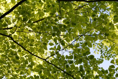 Yeşil yapraklar. Doğal parlak bir geçmişi var. Gün ışığında yemyeşil yapraklar. Soyut doğa. Alt manzara. Yaz mevsimi konsepti İyi sıcaklık, gün ışığı