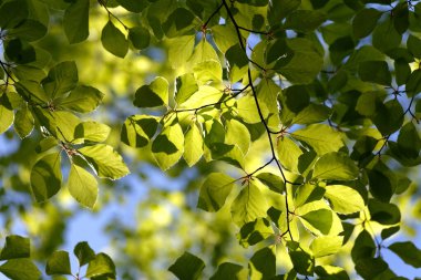 Yeşil yapraklar. Doğal parlak bir geçmişi var. Gün ışığında yemyeşil yapraklar. Soyut doğa. Alt manzara. Yaz mevsimi konsepti İyi sıcaklık, gün ışığı