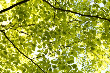 Yeşil yapraklar. Doğal parlak bir geçmişi var. Gün ışığında yemyeşil yapraklar. Soyut doğa. Alt manzara. Yaz mevsimi konsepti İyi sıcaklık, gün ışığı