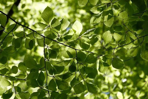 stock image Green foliage. Natural bright background. Lush foliage in the sunlight. Abstract nature. Bottom view.  The concept of summer spring good  warmth, sunshine