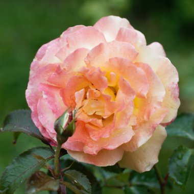 Bahçedeki güzel taze gül çiçeği. Arka plandaki gül çiçekleri gül bahçesindeki bulanık güller.