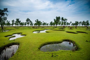 Guliakhali deniz sahilindeki karanın farklı doğal dokusu.