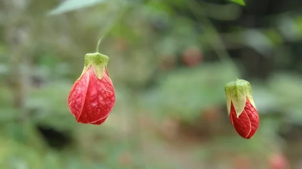 Красиві Квіти Таїланді Ізольований Візерунок Існує Багато Красивих Зимових Квітів — стокове фото