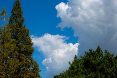 Yeşil ağaç ve mavi gökyüzü arka plan.