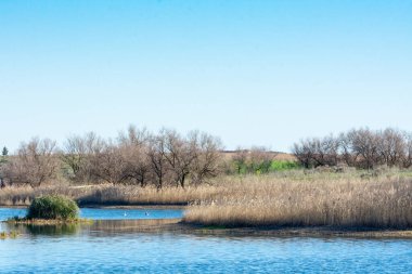 1981 'den beri Tablas de Daimiel Ulusal Parkı, Biyosfer Rezervi, Castilla la Mancha, İspanya.