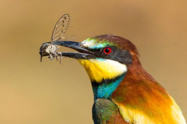 Gagasında ağustos böceği tutan canlı tüylü Avrupalı arı yiyici Merops apiaster 'ın yakın çekimi. Valladolid, Castilla y Leon, İspanya 'da yakalanan bu resim kuşun çarpıcı renklerini ve av davranışlarını gözler önüne seriyor..