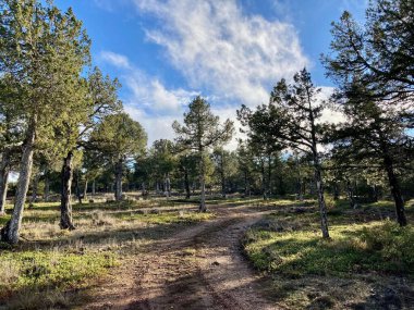 Sabinares del Arlanza 'nın Doğal Parkı - La Yecla. Santo Domingo de Silos, Burgos, Castilla y Leon, İspanya.