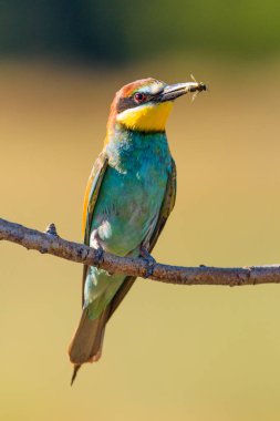 Avrupalı bir arı yiyici Merops apiaster bir dala tünemiş ve gagasında bir böcek tutuyordu. İspanya Valladolid 'de canlı tüylerini ve avlanma yeteneklerini sergileyerek yakalandı..