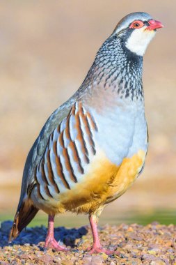 red-legged partridge (alectoris rufa) standing on rocky terrain with a blurred natural background. detailed close-up showing the bird's vibrant plumage, red beak, and distinctive markings. wildlife photography captured in ciudad real, spain. clipart