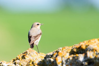 Kuzey Wheatear Oenanthe okyanusu, pürüzsüz yeşil bir zemin ile liken kaplı bir kayanın üzerinde duruyor. İspanya 'nın Valladolid ilinde yakalandı..