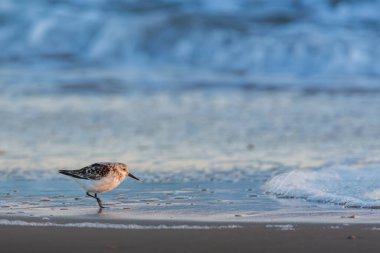 Sanderling (Calidris alba) walking along the shoreline with ocean waves in the background. Coastal wildlife photography taken in Huelva, Spain. clipart